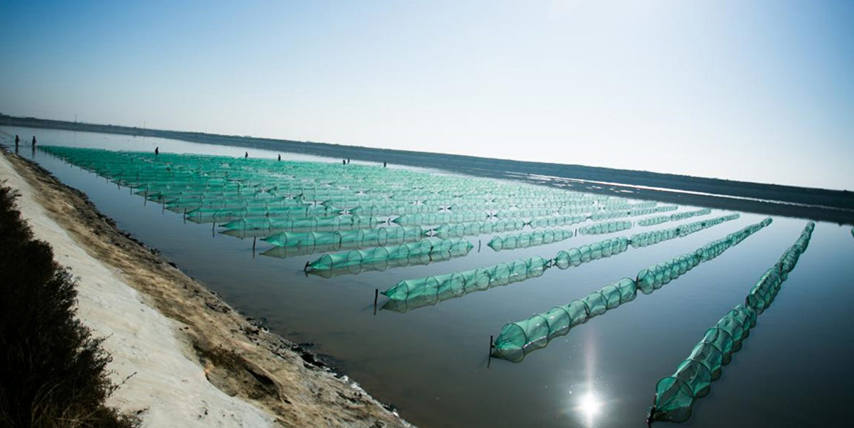 凌海市達蓮海珍品養(yǎng)殖有限責(zé)任公司發(fā)展歷程